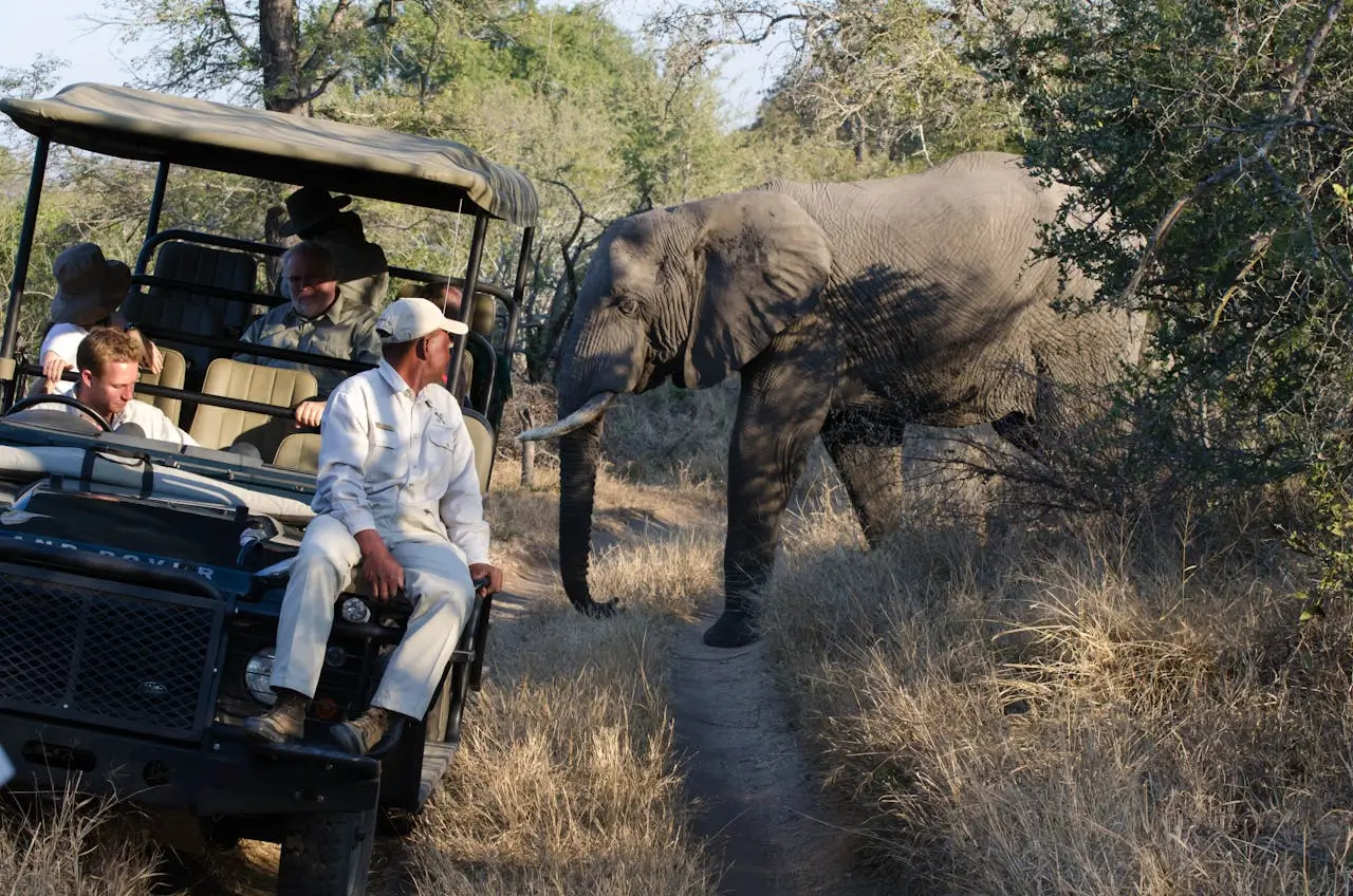Wildlife Ethical Tours: How to Spot Animals Without Supporting Tourist Traps